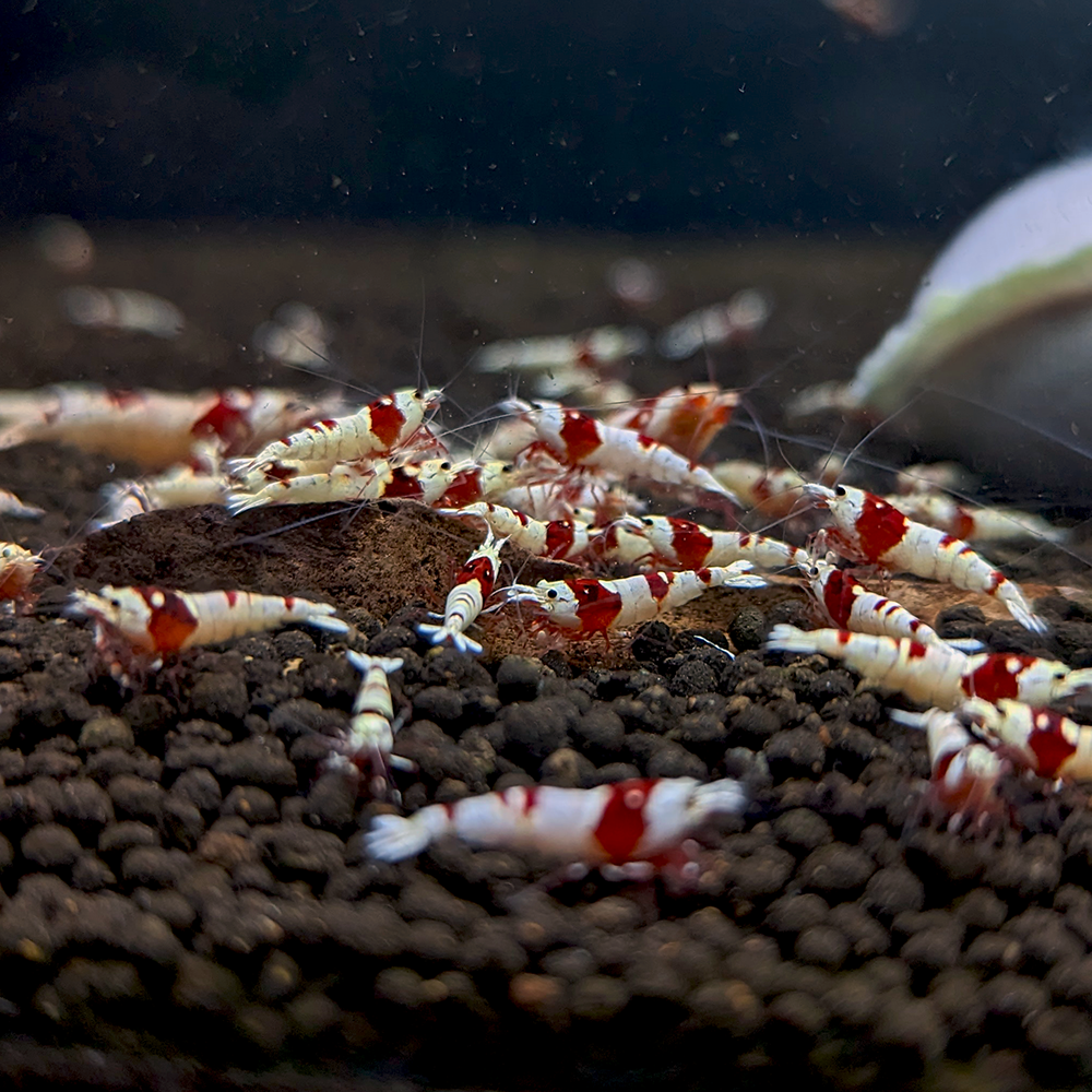 Why am I not getting baby shrimp?