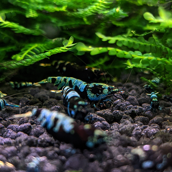 Advanced-Nanacy_600x.png?v=