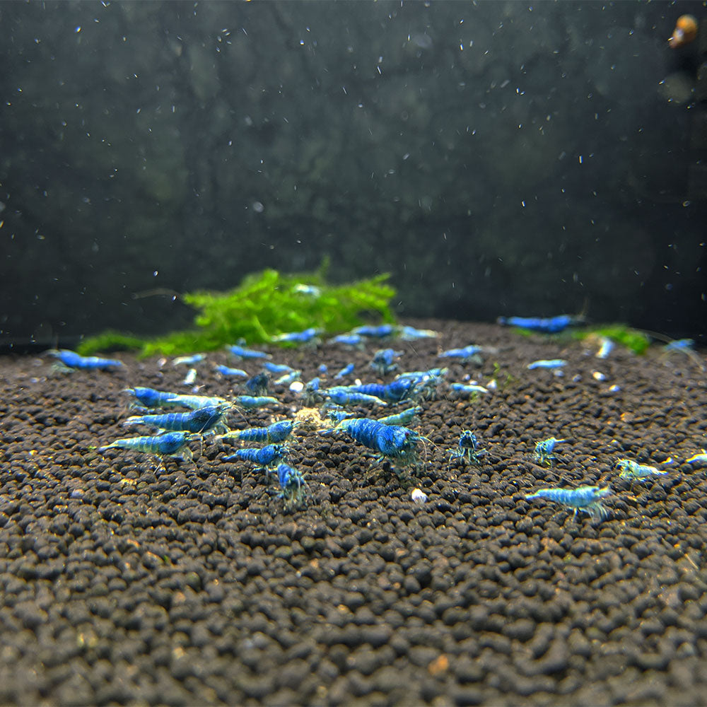 Blue Bolt Shrimp Medium Grade Aquarium Shrimp