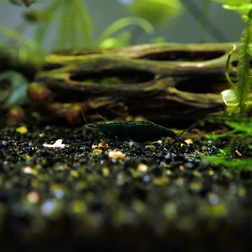 Green Jade Neocaridina Aquarium Shrimp