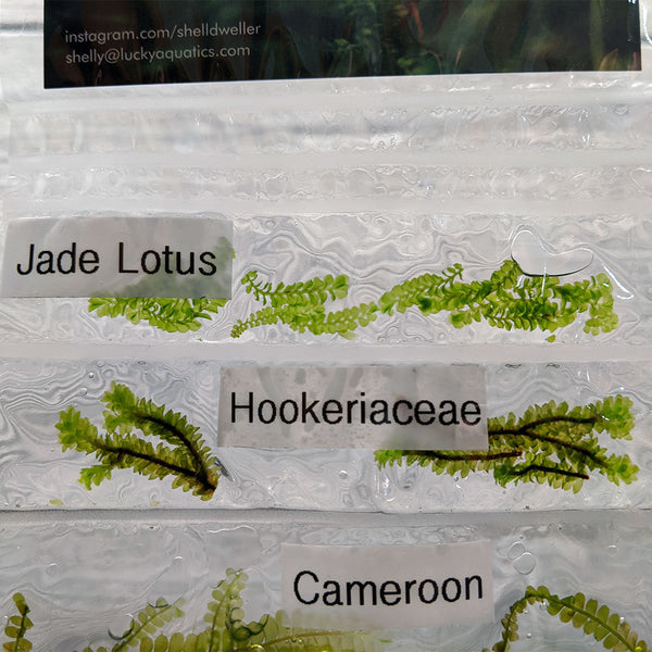 Hookeriaceae Moss - Lucky Aquatics