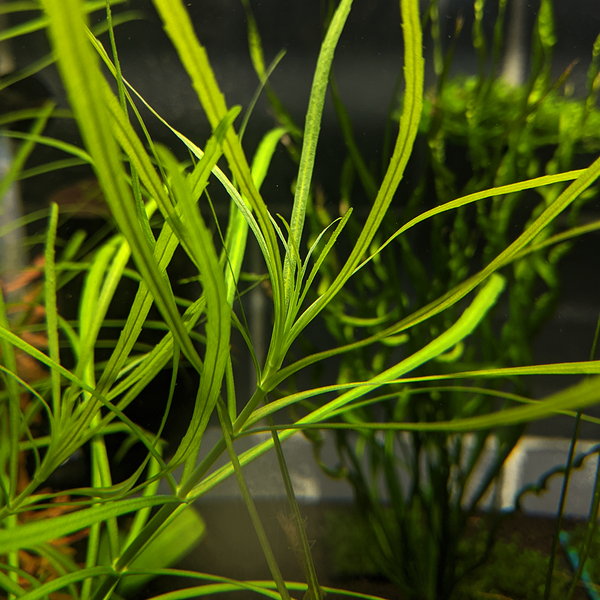 Pogostemon stellatus 