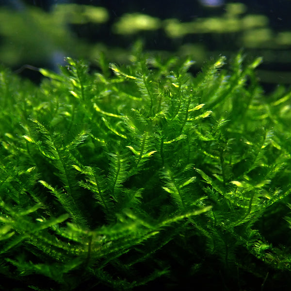 Pointed Spear Moss - Lucky Aquatics