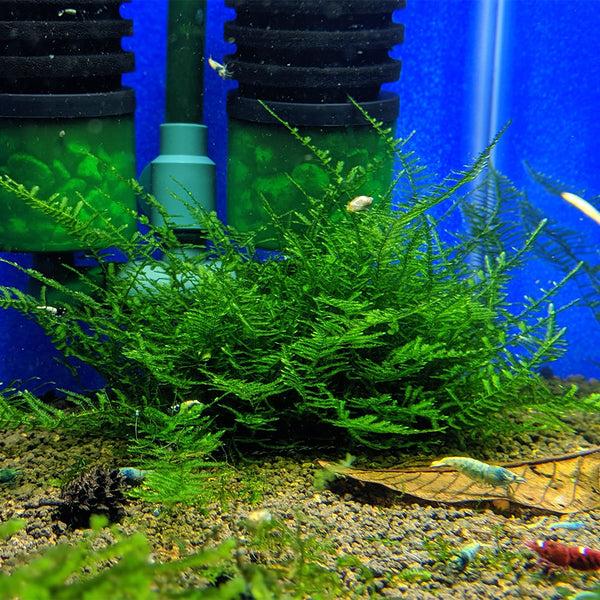 Java Moss — HOMEBRED AQUATICS & MORE