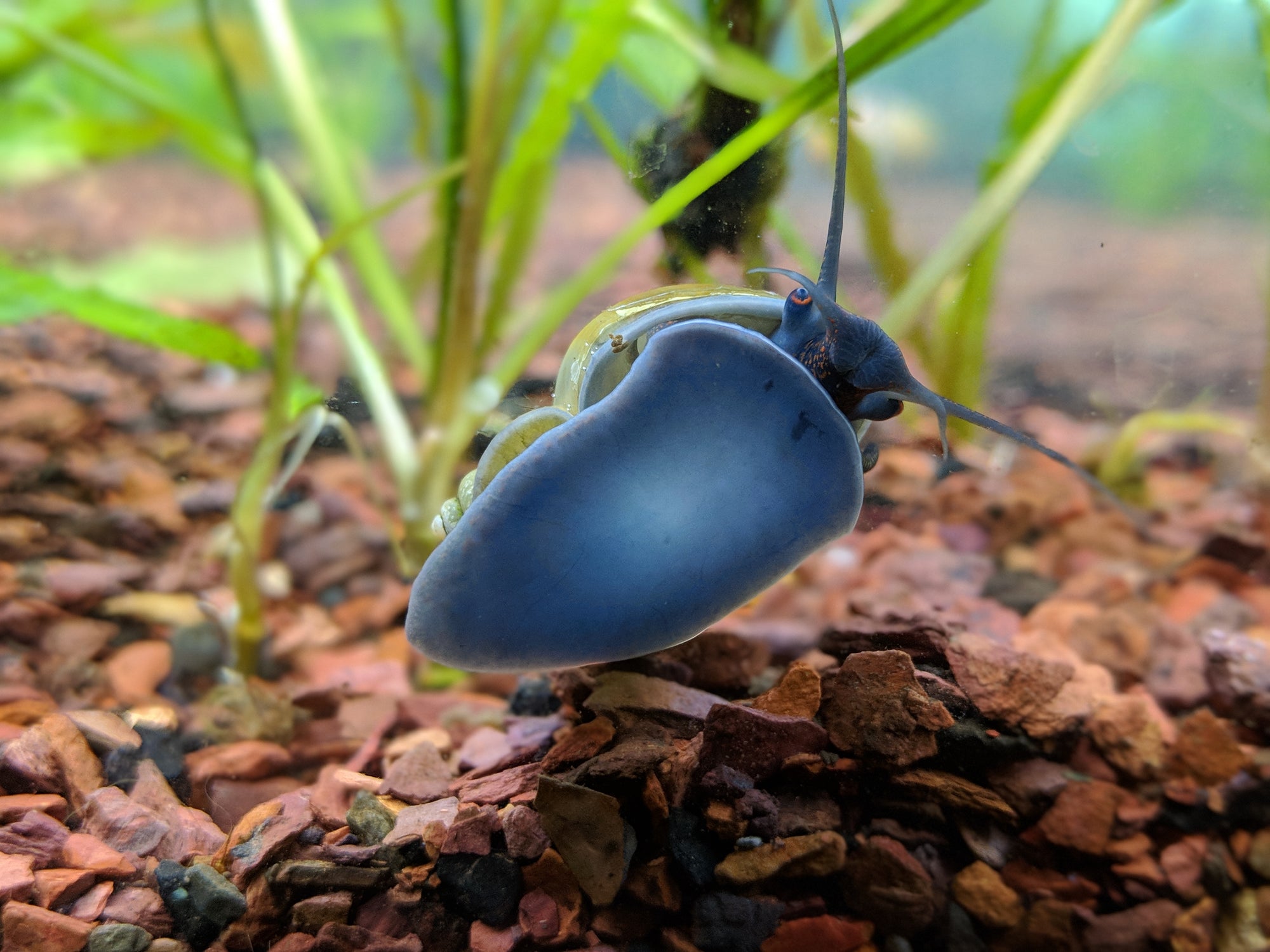 Snails in your Aquarium