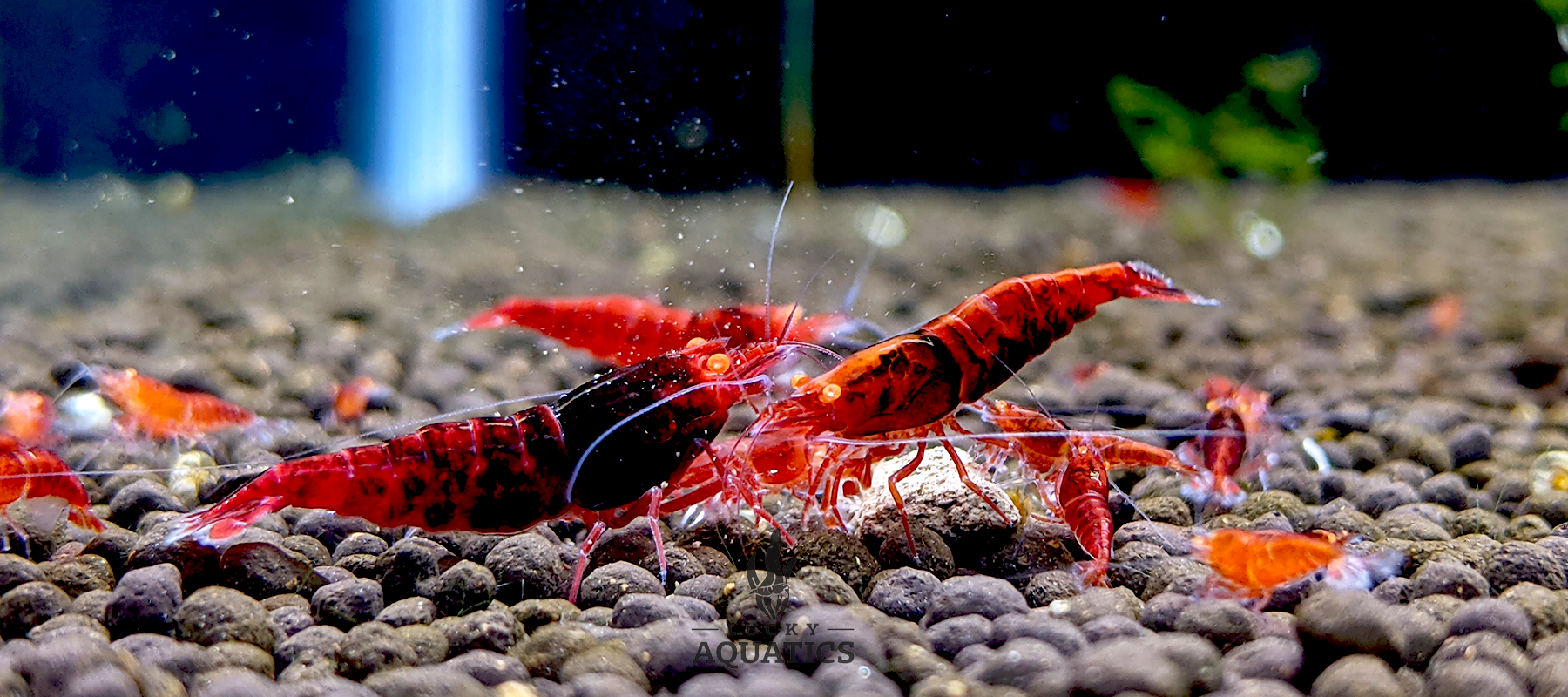 Feeding online cherry shrimp
