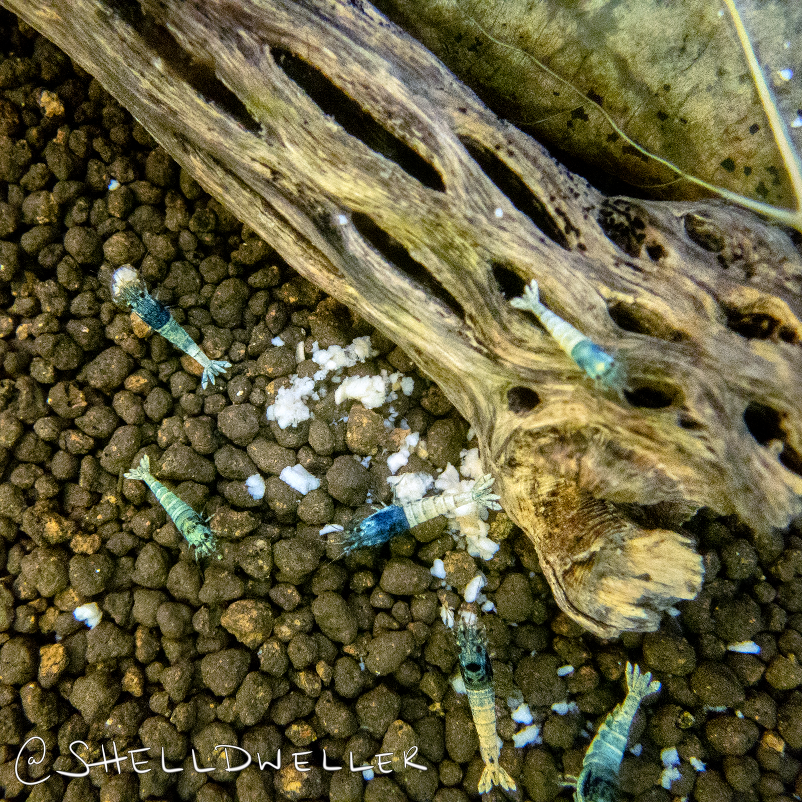 Setting Up a Caridina Shrimp Tank