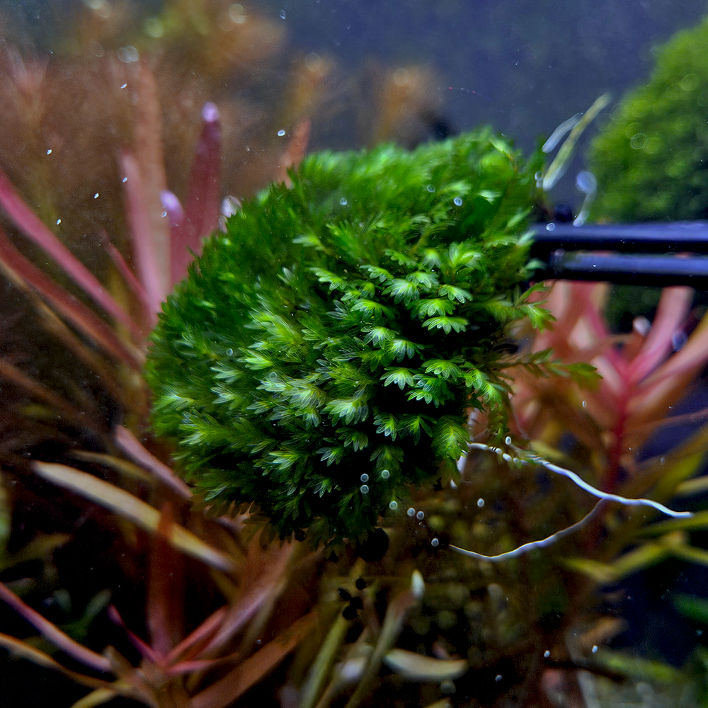 Keeping Healthy Moss in your Shrimp Tank