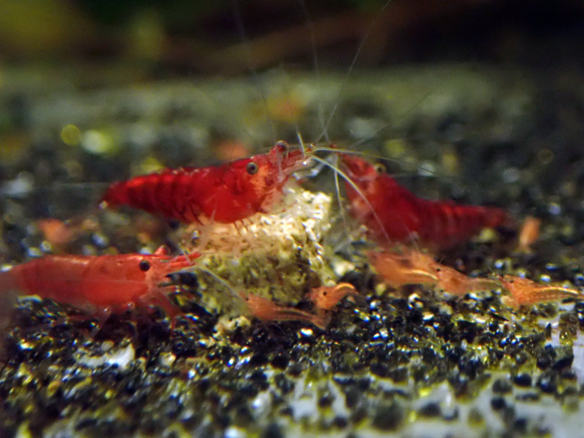 Pure Nordic RAW Pro Probiotic - Freshwater Aquarium Shrimp Food - Lucky  Aquatics