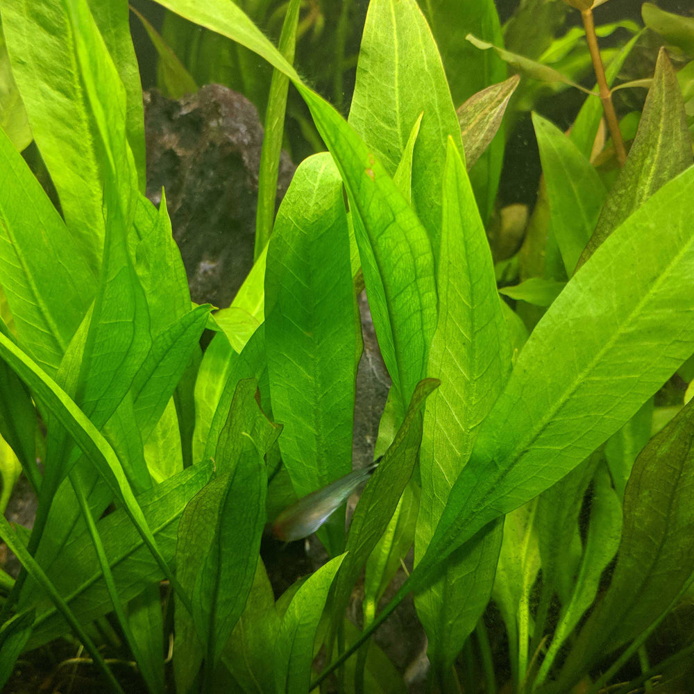 Live Aquarium Plants & Plants on Wood - Lucky Aquatics