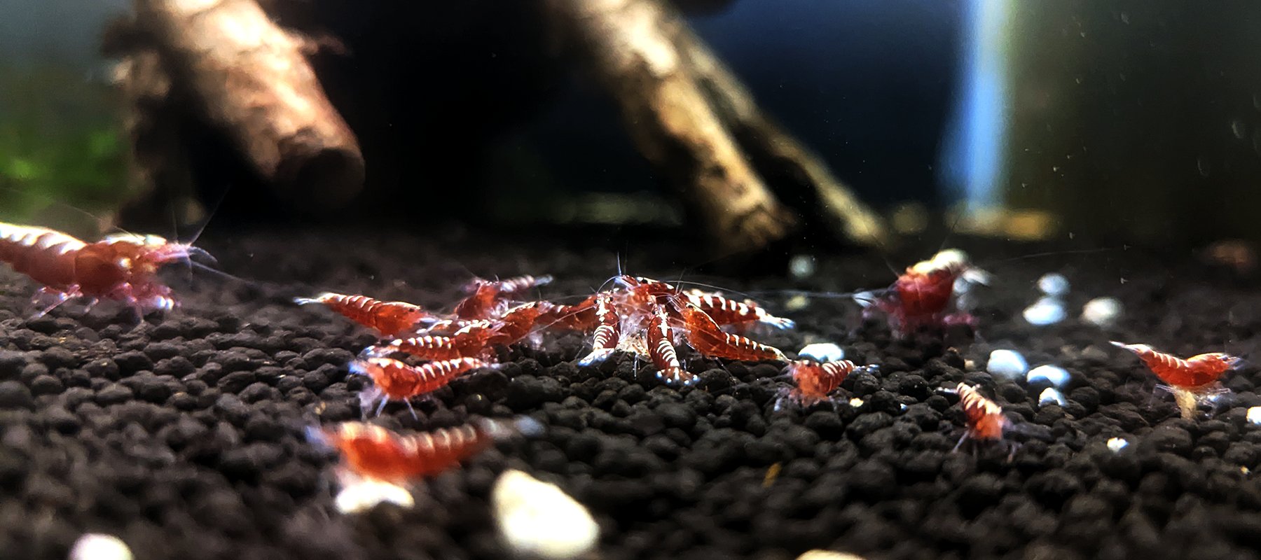 Red Pinto Caridina Shrimp in Shrimp Aquarium