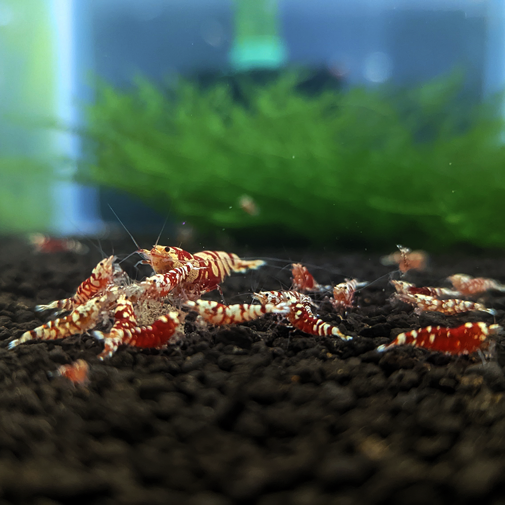 https://luckyaquatics.com/cdn/shop/files/Fancy-Tiger-Shrimp-Group_1600x.png?v=1684527077