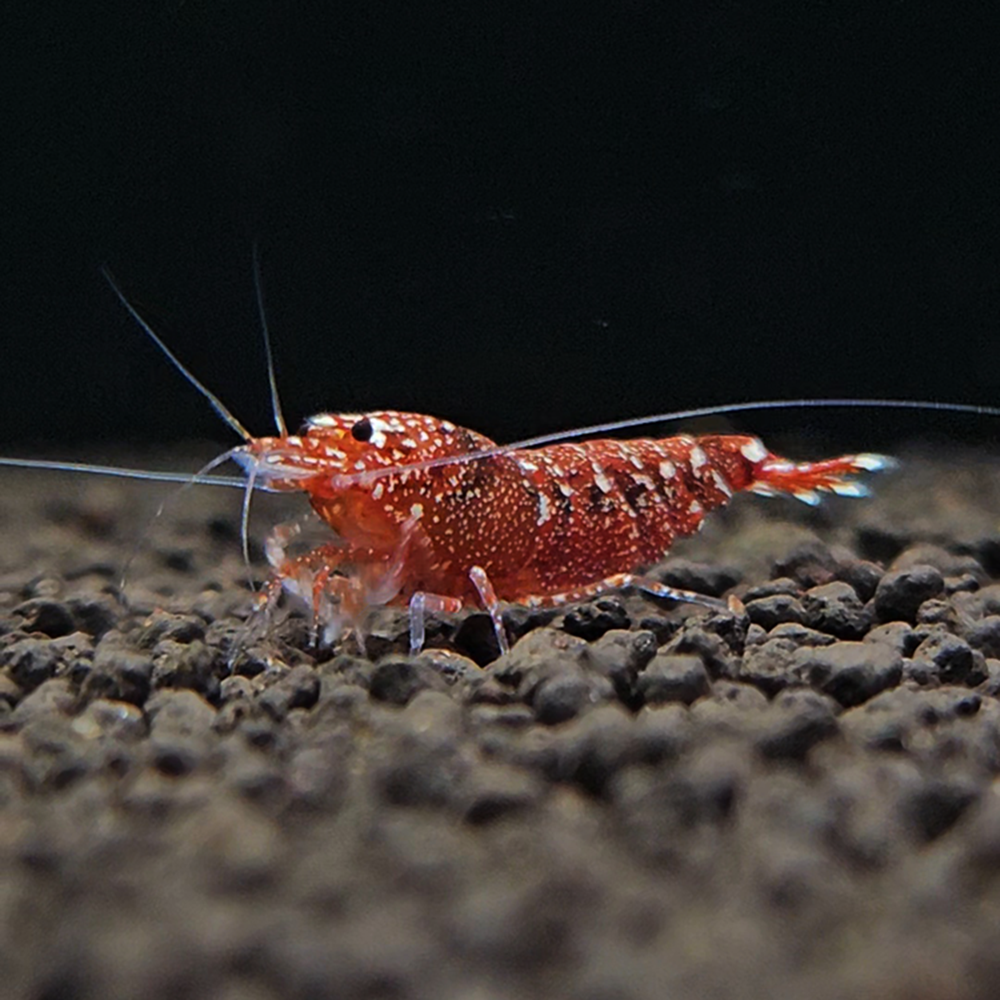 LA Wagyu Snowfall Shrimp