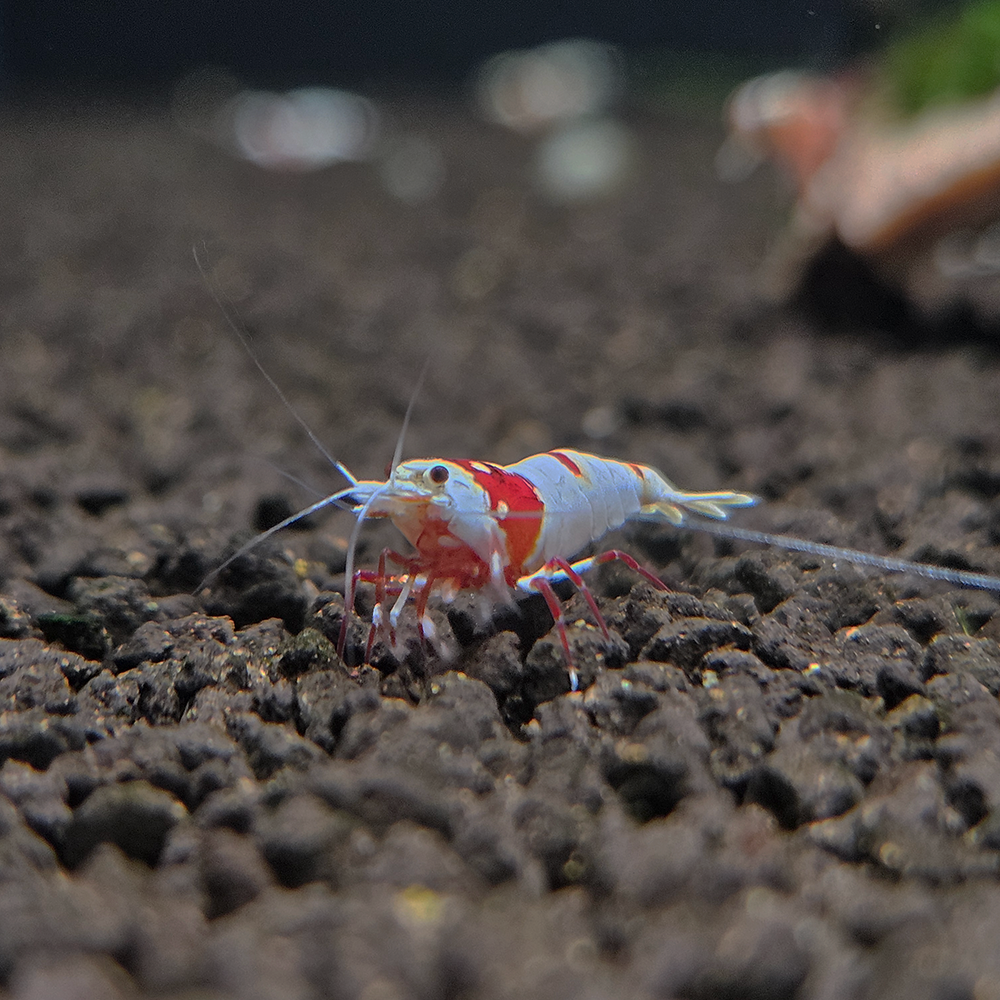 Crystal Red Shrimp (PRL)