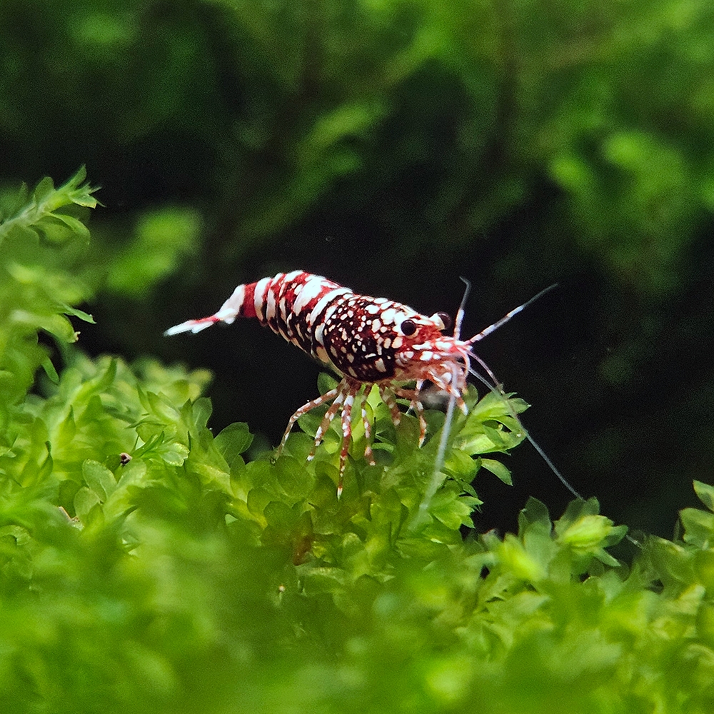 LA Red Snowfall Shrimp - Lucky Aquatics LA Red Snowfall Shrimp - Lucky Aquatics