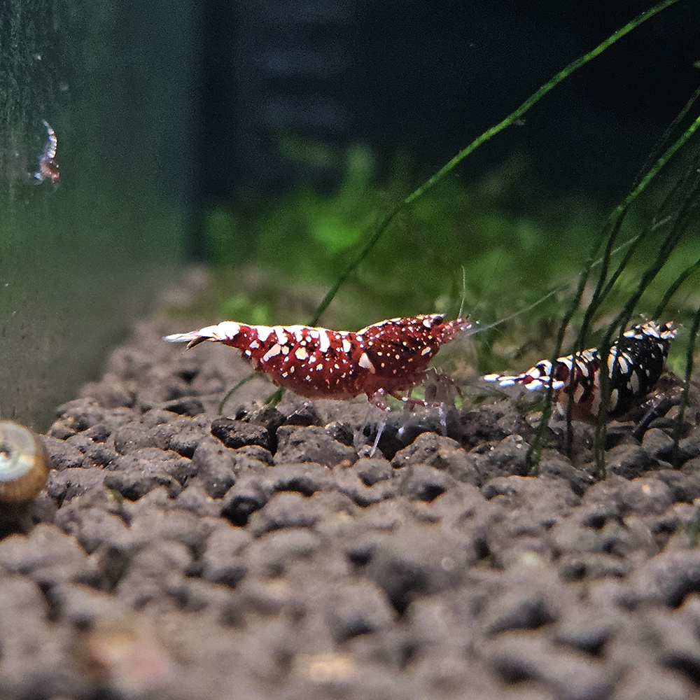LA Red Snowfall Shrimp - Lucky Aquatics LA Red Snowfall Shrimp - Lucky Aquatics