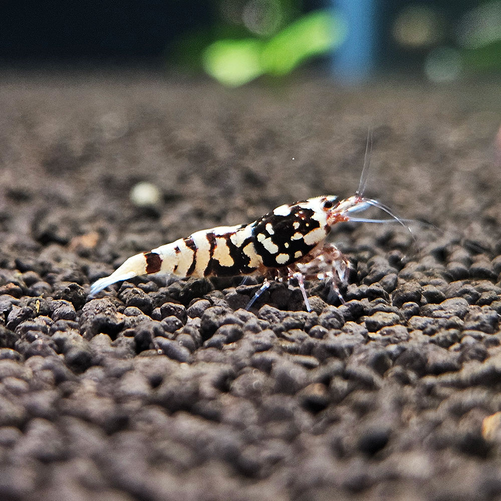 Red Snowfall Shrimp