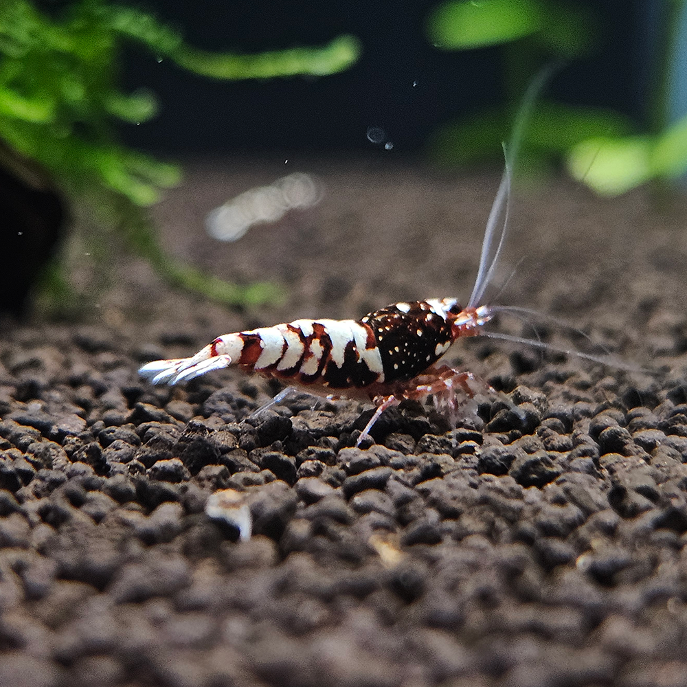 Red Snowfall Shrimp