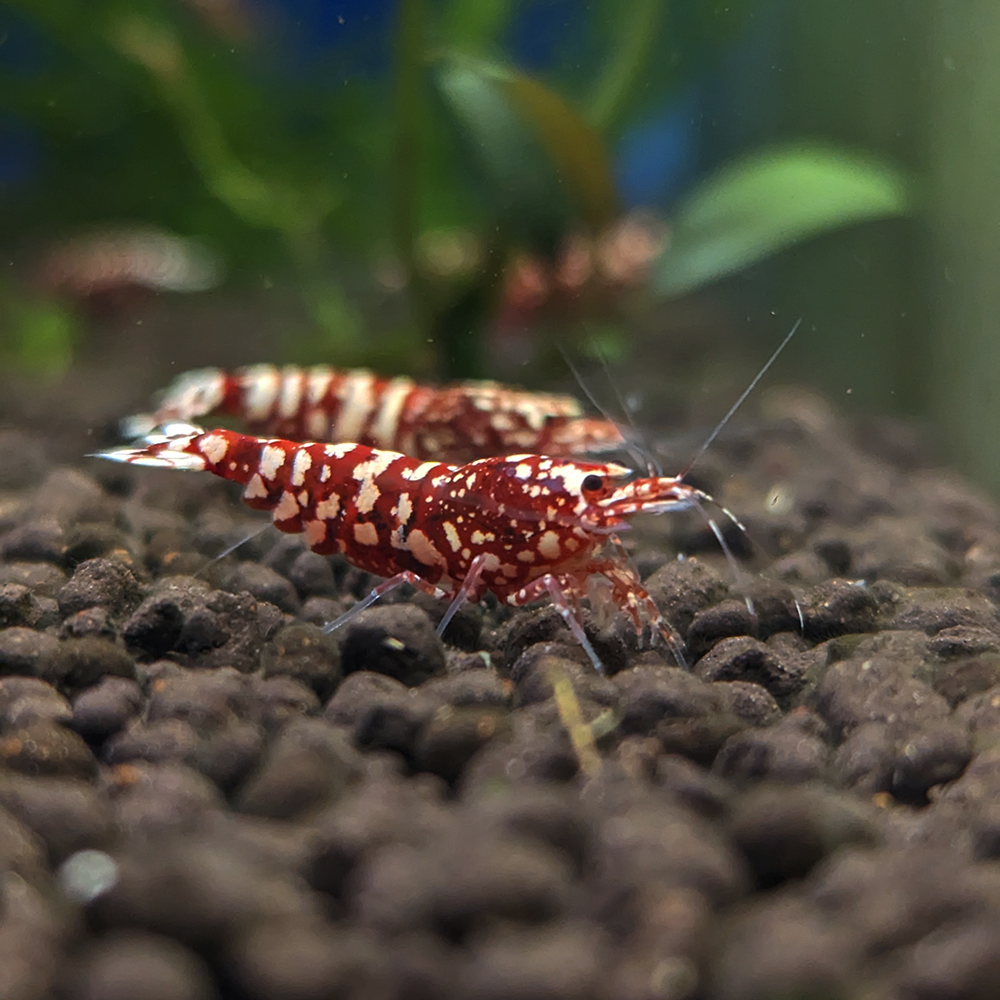LA Red Snowfall Shrimp - Lucky Aquatics LA Red Snowfall Shrimp - Lucky Aquatics