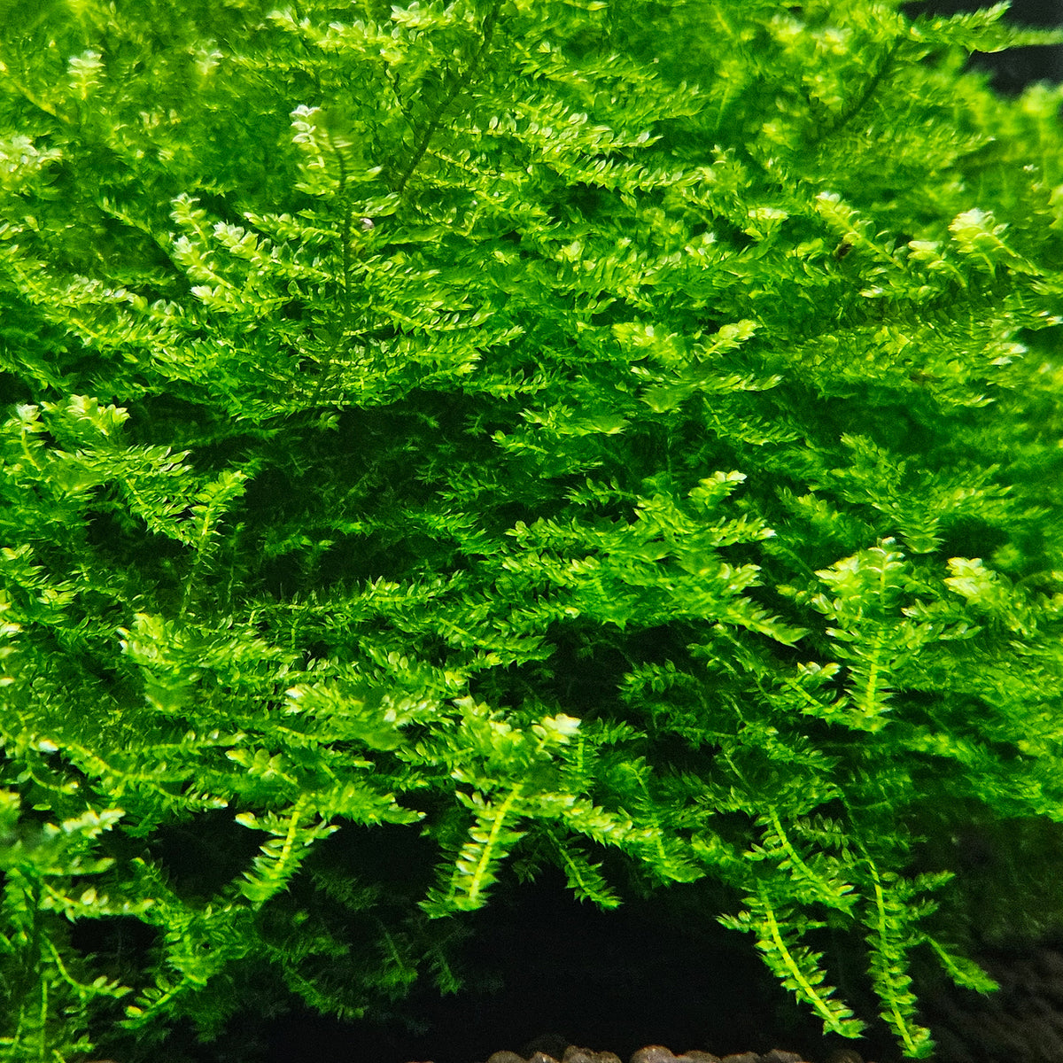 Vesicularia thailand