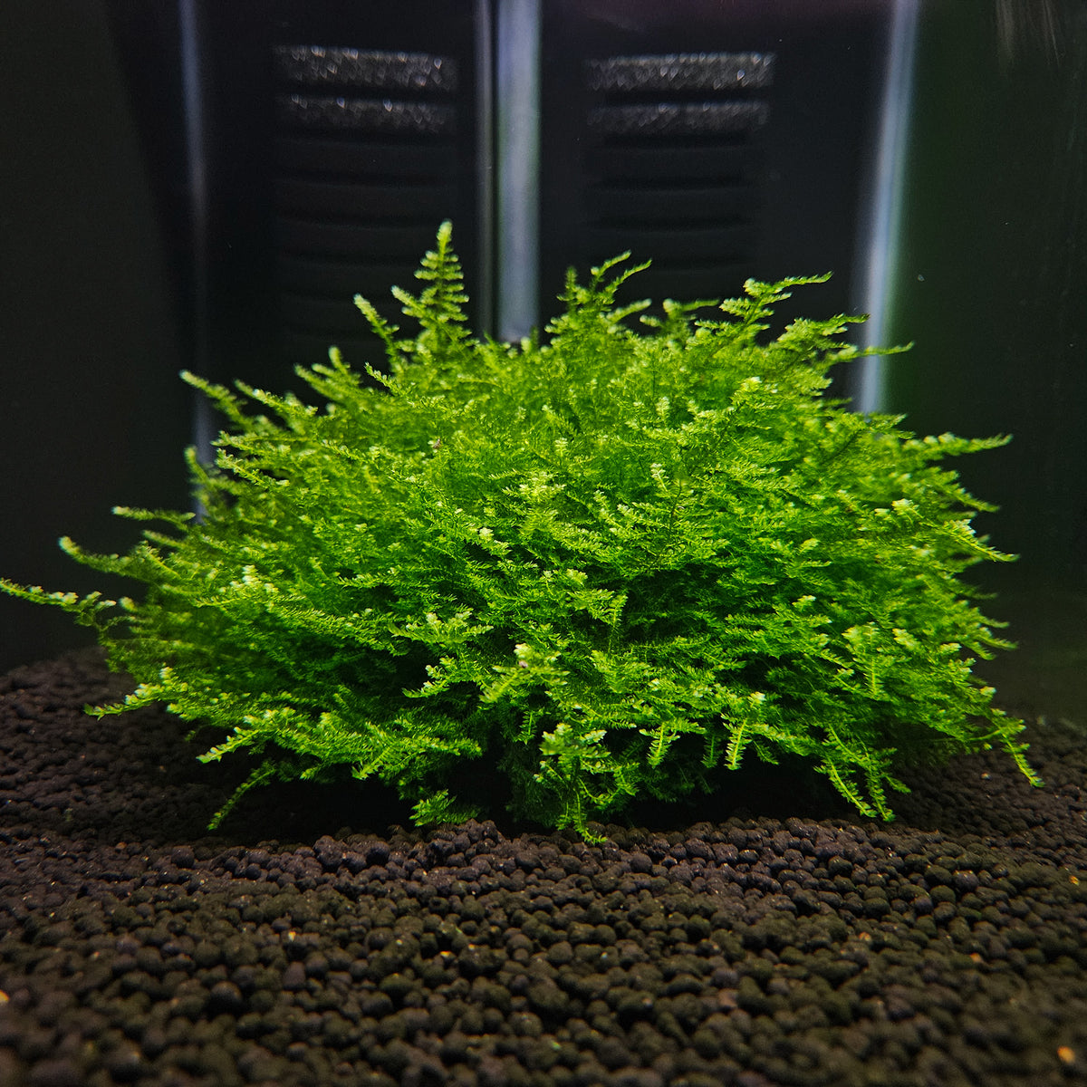 Vesicularia thailand