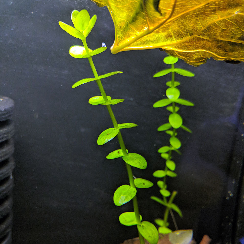 Bacopa caroliniana