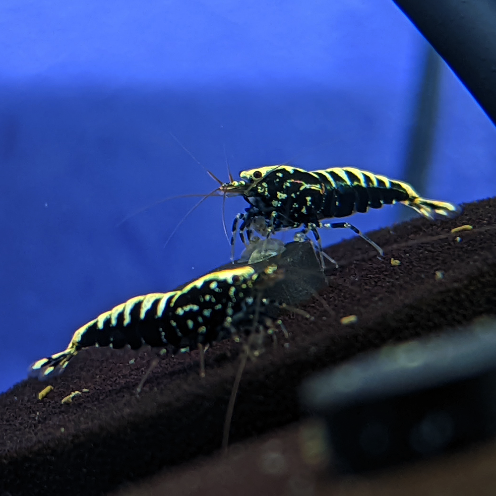 https://luckyaquatics.com/cdn/shop/products/Black-Galaxy-Fishbone-Pinto-Shrimp_1200x.png?v=1724883167