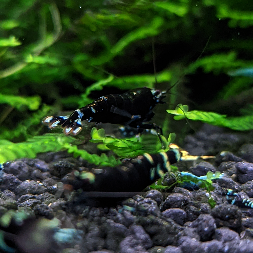 https://luckyaquatics.com/cdn/shop/products/Black-Nanacy-Shrimp_1600x.png?v=1656714879