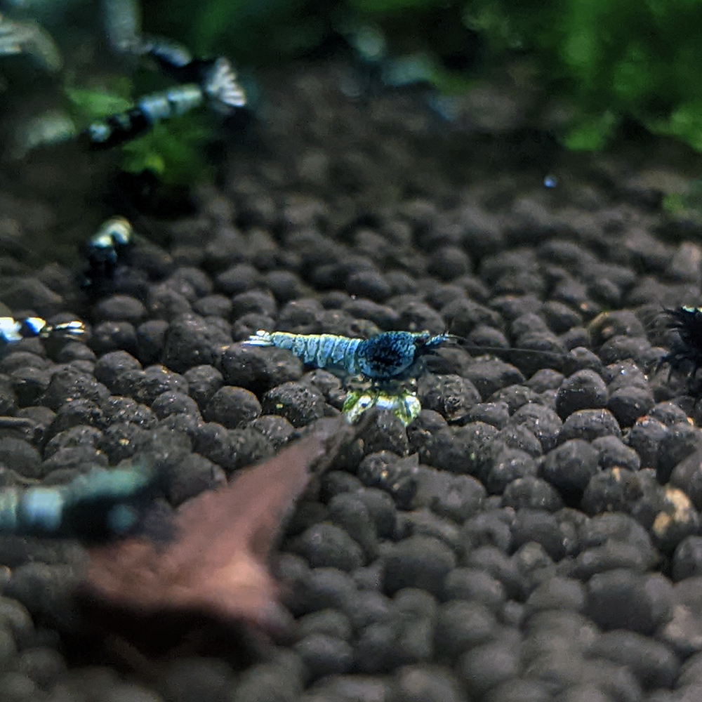 Blue Steel Shrimp (random genetics)