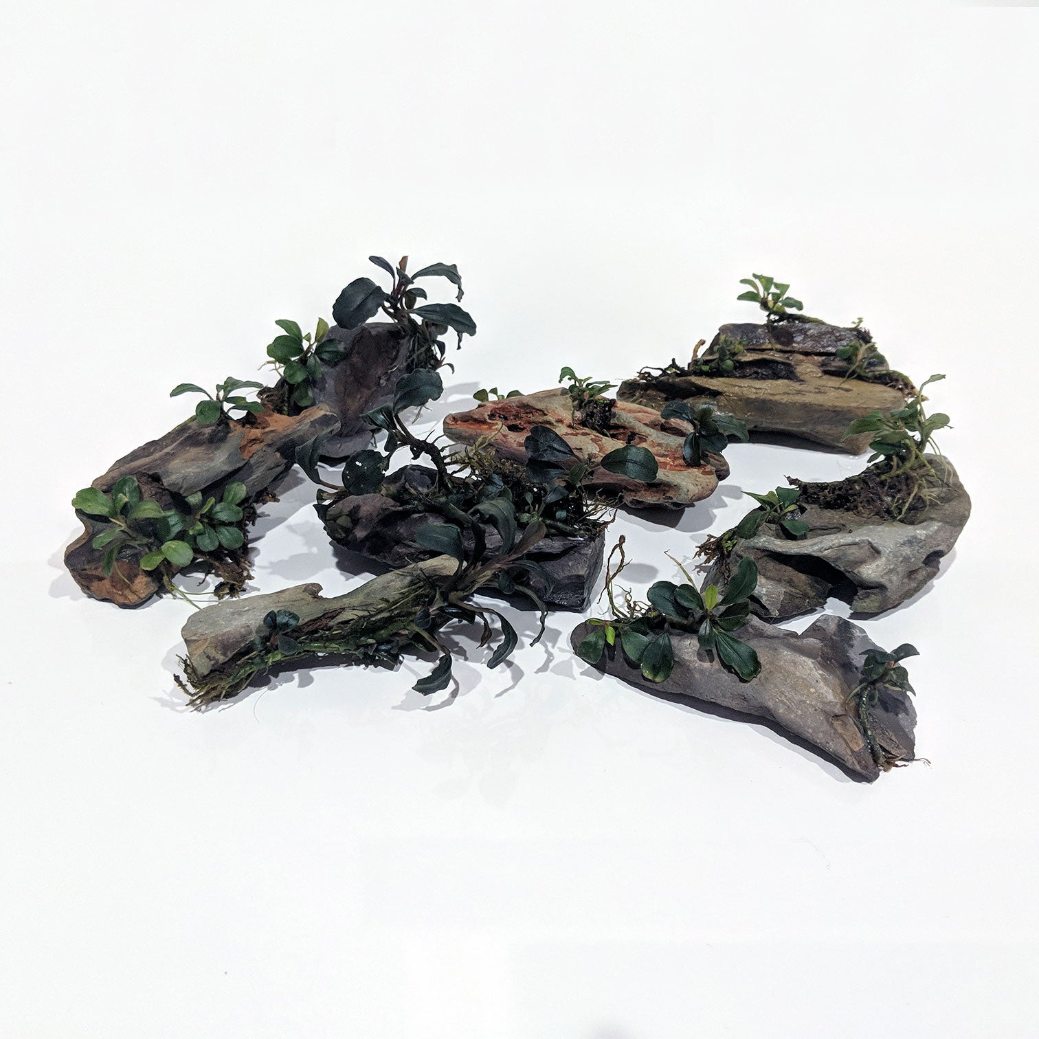 水草 BUCEPHALANDRA for kawamasa Bucephalandra sp. Cobalt Blue for Sale | My Home Nature