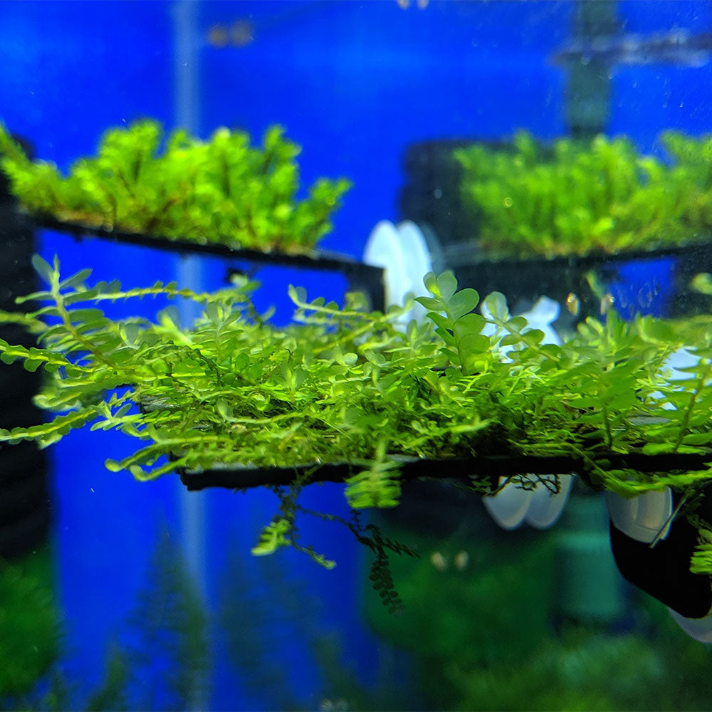 Willow moss, live aquarium plant, homegrown,ada, WYSIWYG,cherry shrimp,java  moss