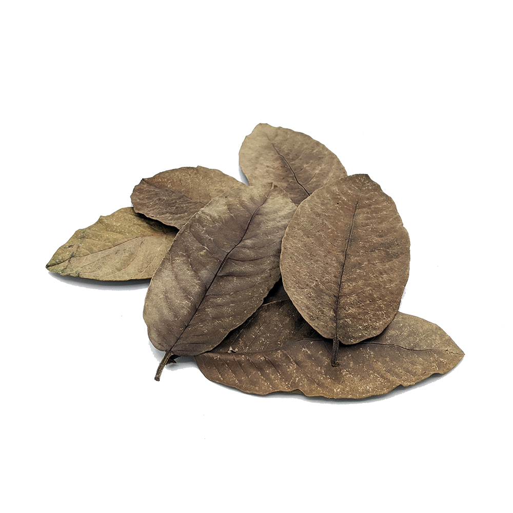guava tobacco leaf Leaves | Psidium guajava native to Mexico Buy Guava Hookah Tobacco Flavor