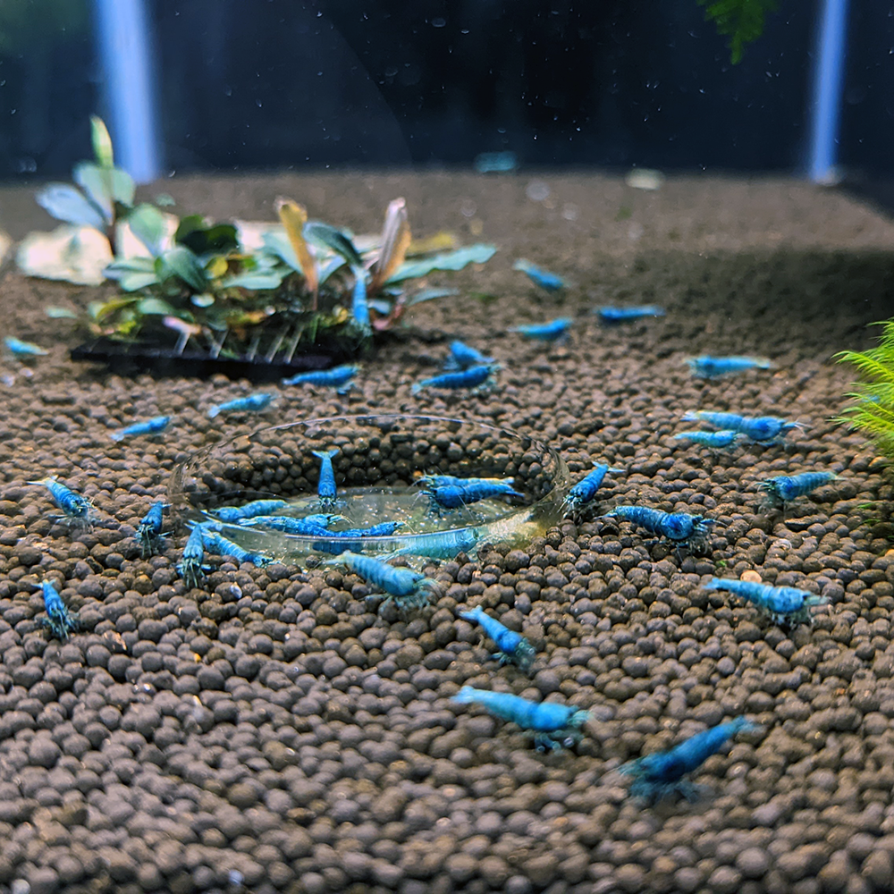 Blue shrimp fish sales tank