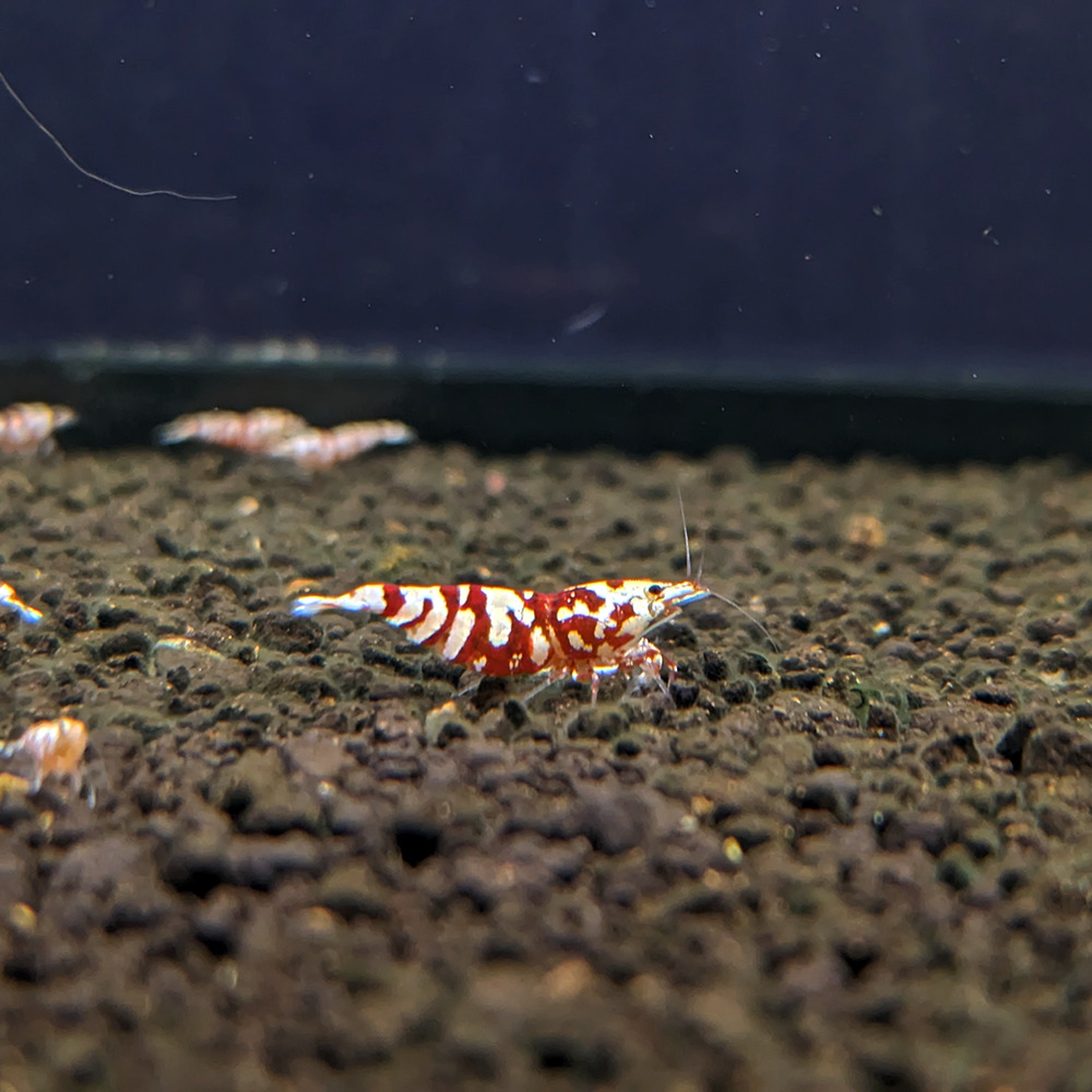 Fancy Tiger Shrimp