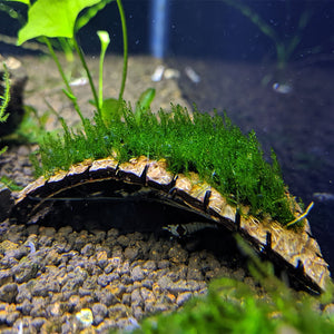 flame moss bonsai tree Taxiphyllum "Flame" Moss