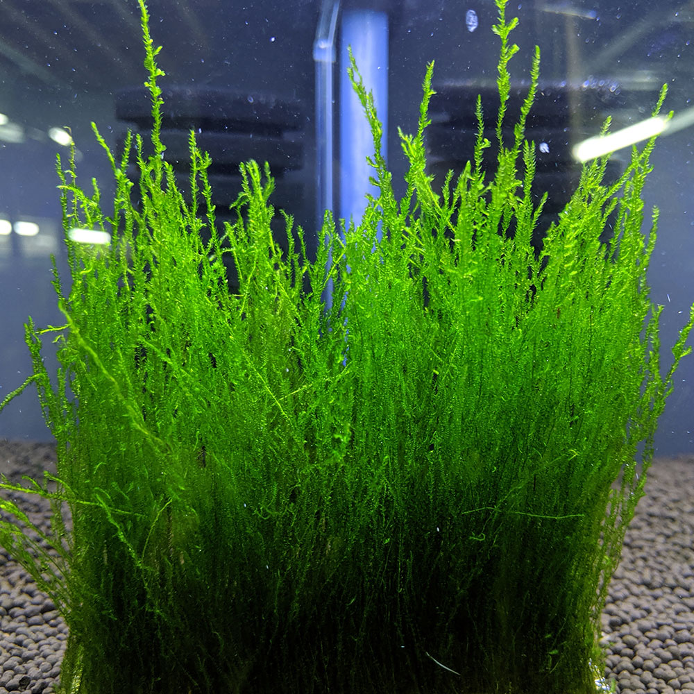 Christmas Moss Aquatic Plant for Aquariums or Ponds — Florida Aquascaping