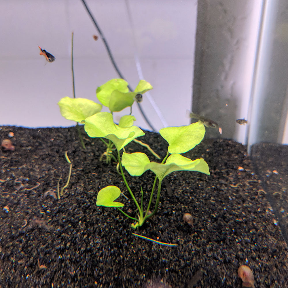 Nymphoides sp. Taiwan Aquarium Plants