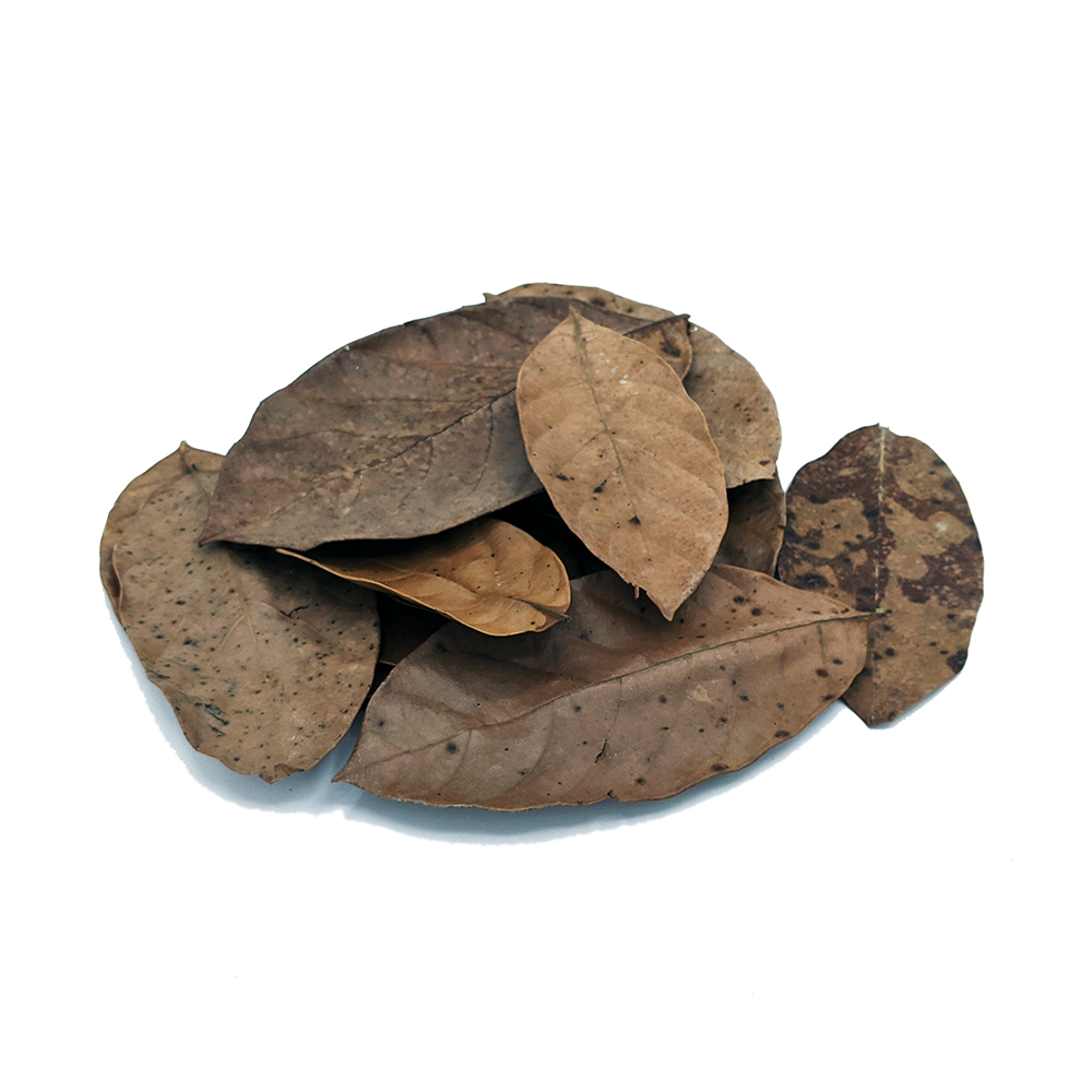 https://luckyaquatics.com/cdn/shop/products/Jackfruit-Leaves-Dried_1600x.png?v=1629766795