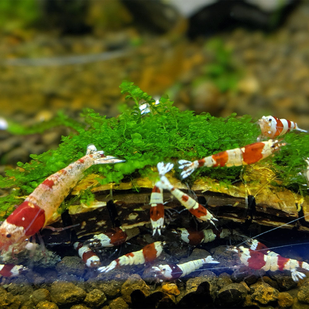 Jade Lotus Aquarium Moss