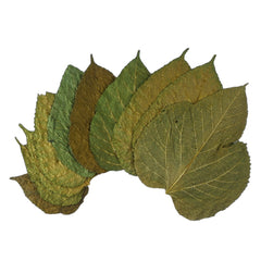 Mulberry leaves for discount sale near me