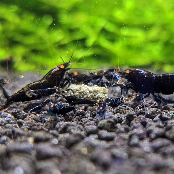 Orange Eye Black Devil Shrimp - Lucky Aquatics