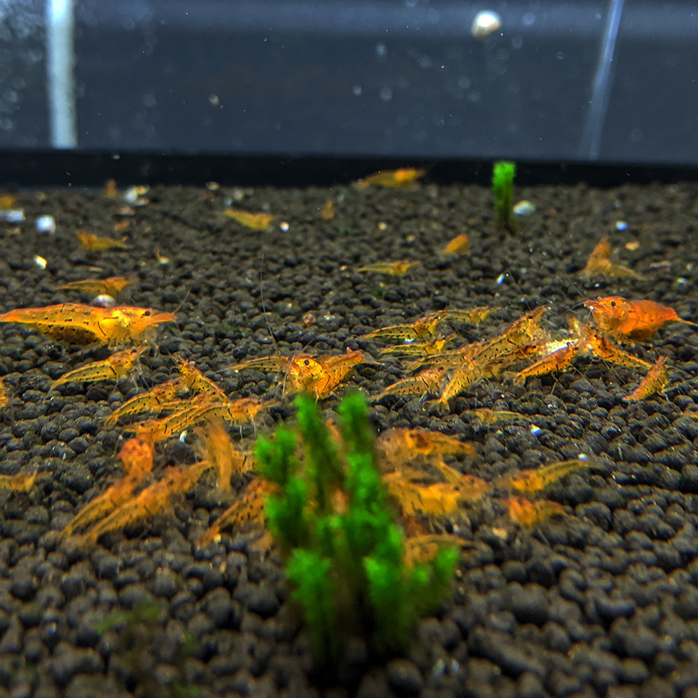 Tangerine Tigers (Caridina Parameters) Aquarium Shrimp