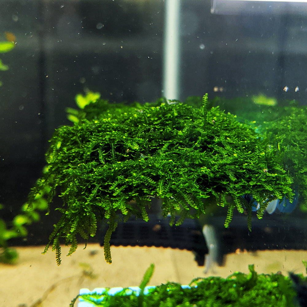 True Mini Weeping Moss Aquarium Moss
